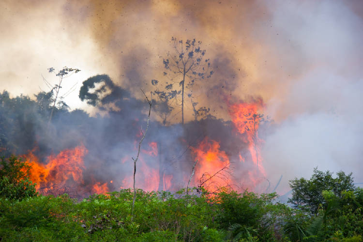 Incendios en el Amazonas