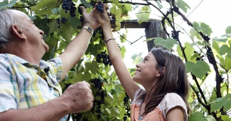 cultivo de uvas Paso a paso: ¿Cómo puedes cultivar uvas en tu casa?