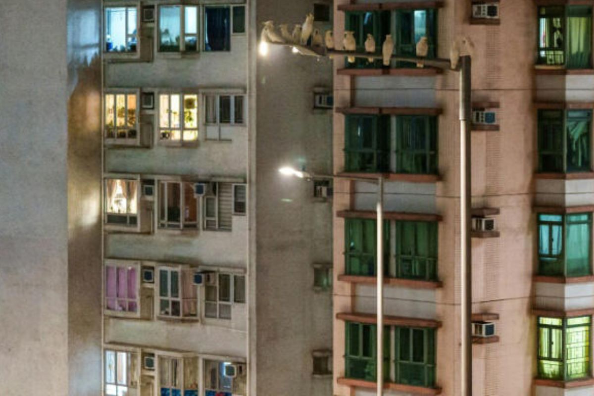 Varias cacatúas de cresta amarilla descansan sobre un poste de luz en el barrio de Sai Ying Pun, en Hong Kong el 30 de julio de 2025© YAN ZHAO