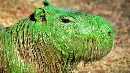 carpincho verde Carpinchos verdes: el extraño fenómeno natural que recientemente ocurrió en la ciudad de Concordia, Entre Ríos. (Foto: Infobae)