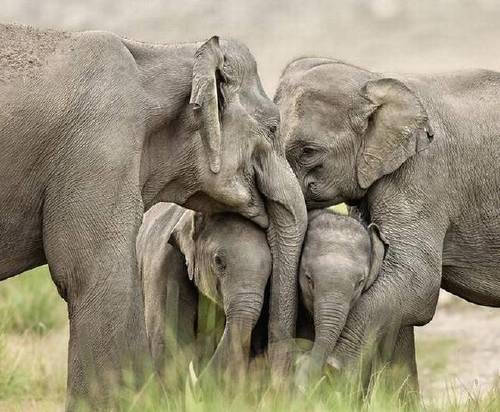 elefantes empatía