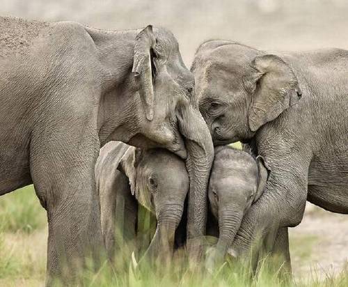 Empatía de los animales: elefantes lloran la muerte de su líder en un velatorio
