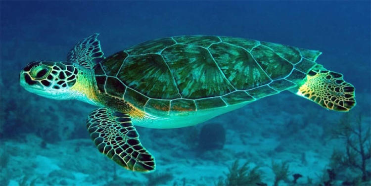 tortuga verde2 tortuga verde2