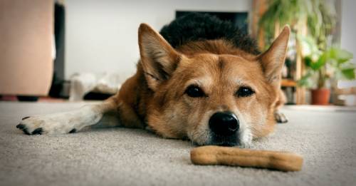 ¿Tu perro no quiere comer? Estos consejos pueden ayudarte