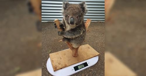 Koala pesandose