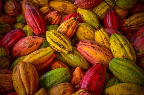 cacao cacao
