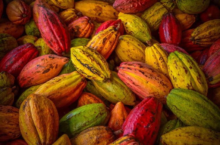 %name Reconocida marca de chocolate transformará la cáscara del cacao en energía verde