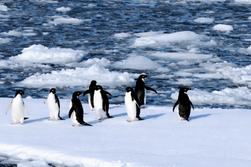 pinguinos Imagen: IA