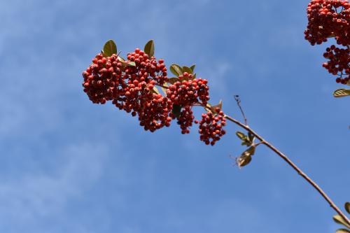 Frutos de Cotoneaster con el cielo de fondo