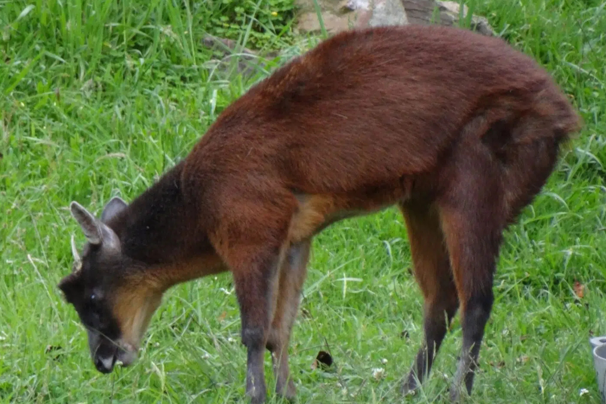 En Colombia se identific&oacute; un nuevo g&eacute;nero de venado: Andinocervus rufinus, una especie perteneciente a un linaje &uacute;nico en el mundo. Cr&eacute;dito: T34 85, CC0 1.0 / Wikimedia Commons.