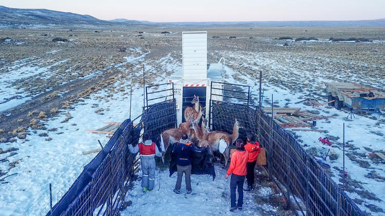 Arreo de los guanacos en Santa Cruz crédito Franco Bucci Rewilding Argentina