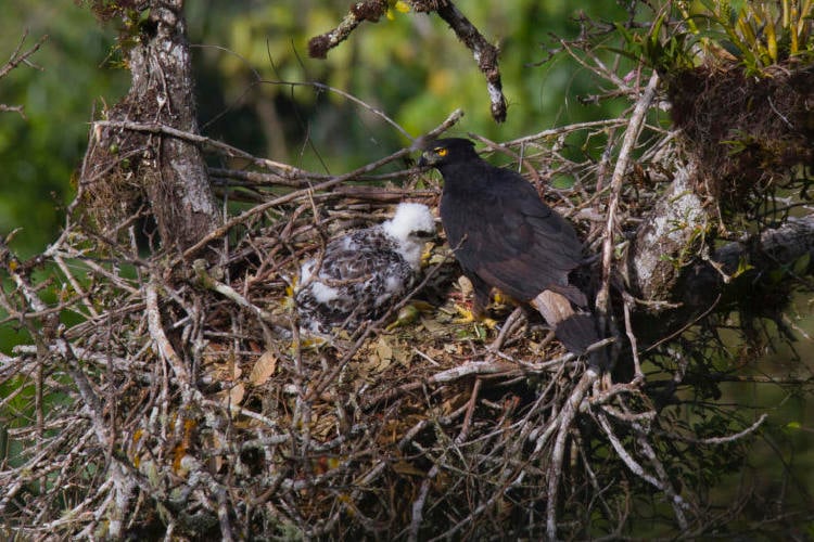 Black and chestnut Eagle adult and chick at nest PH Tomas Rivas Fuenzalida 768x512 Black and chestnut Eagle adult and chick at nest PH Tomas Rivas Fuenzalida 768x512