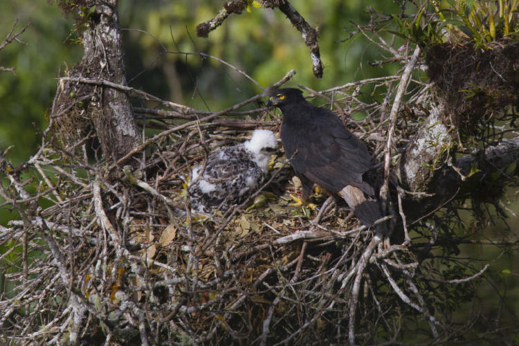 Black and chestnut Eagle adult and chick at nest PH Tomas Rivas Fuenzalida 768x512