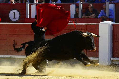 toros españa toros españa