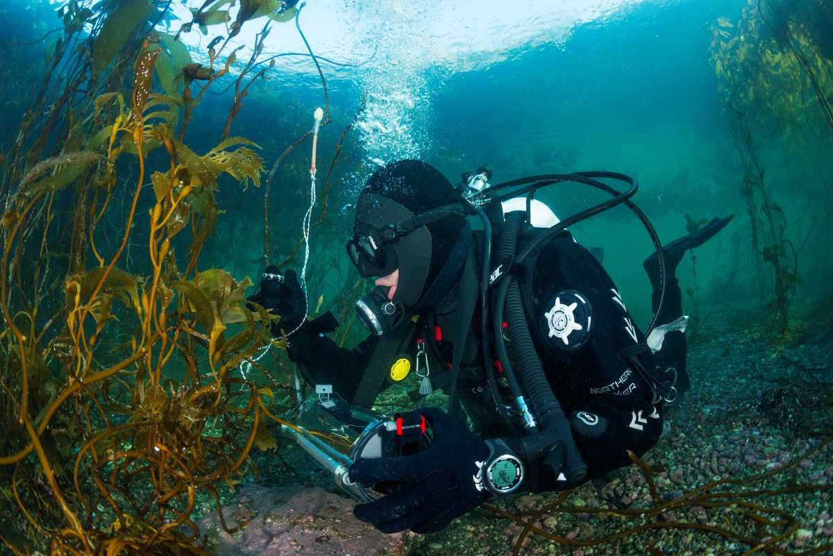 FOTO 3 buzo científico en la patagonia estudiando algas (1) Buzo científico en la patagonia estudiando algas