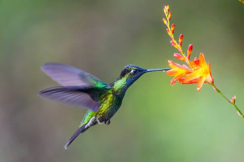 colibri colibri
