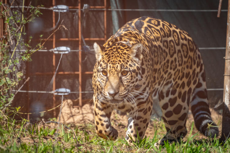 Rewilding-MatiasRebak Rewilding-MatiasRebak