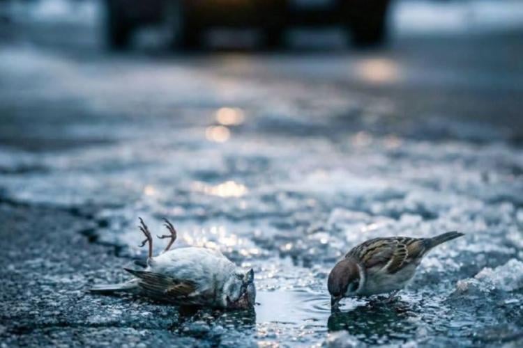 aves deshielo Imagen: Universo sorprendente