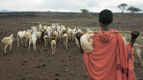 sequía kenia sequía kenia