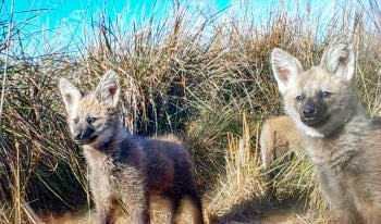 Ibera   Cachorros de Aguara 6