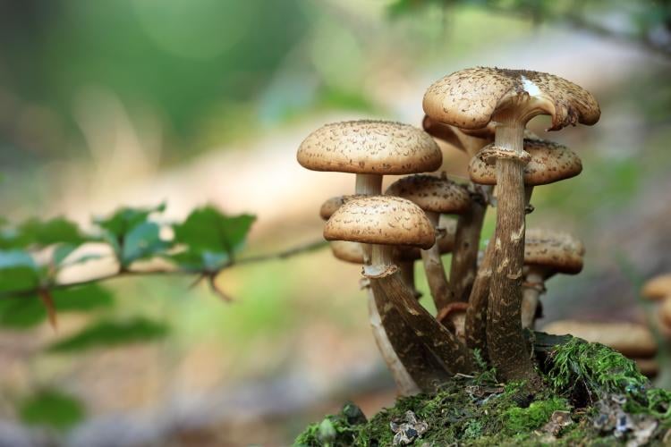 Imagen: Pixabay Hongos silvestres