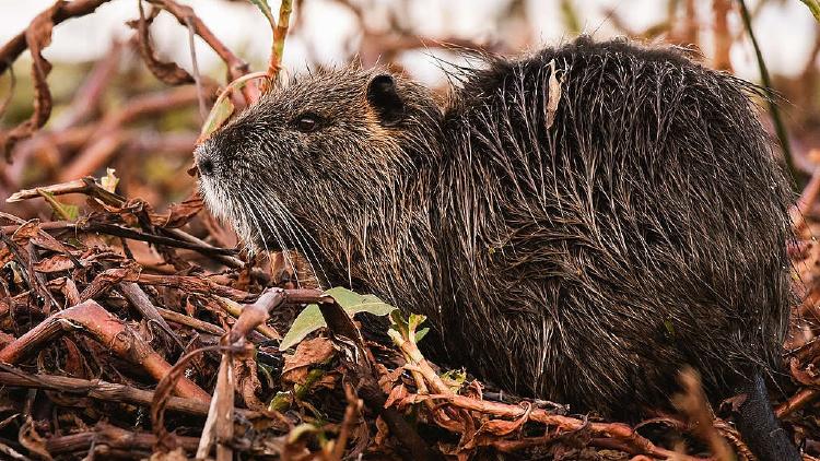 eed0c93c 9 eduardo bodino coipo 1024x576 eed0c93c 9 eduardo bodino coipo 1024x576