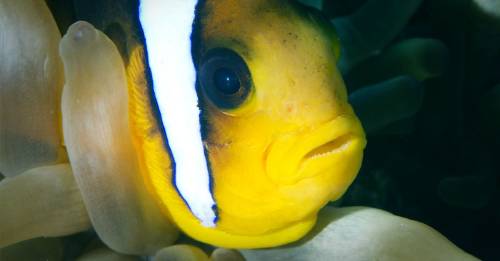 el ruido que espanta vida bajo el agua peces vivir el ruido que espanta vida bajo el agua peces vivir