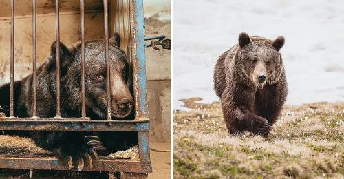 osa cautiverio osa cautiverio