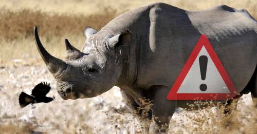 Muere el último rinoceronte negro de Kenia: otra especie que no llegamos a salvar Muere el último rinoceronte negro de Kenia: otra especie que no llegamos a salvar