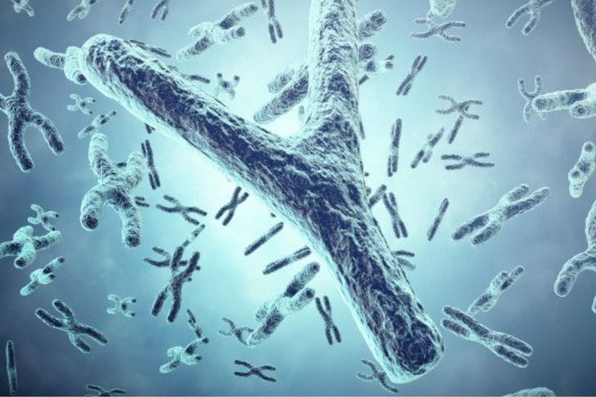 cromosona Y La ciencia advierte que el cromosoma que define el sexo masculino se está debilitando. ¿Qué implicancias tiene esto para la evolución humana?.