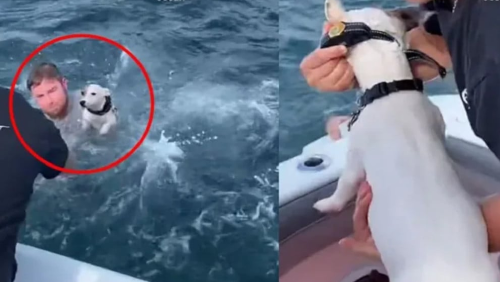 rescate perro rescate perro