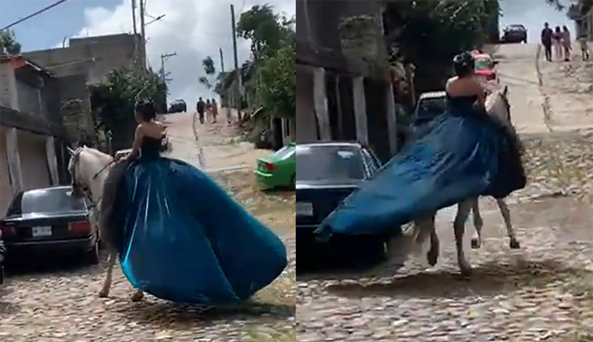 caballo 15 años caballo 15 años