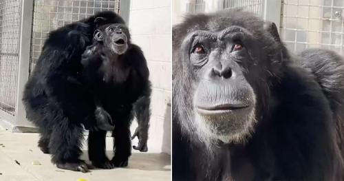 chimpancé mirando el cielo chimpancé mirando el cielo
