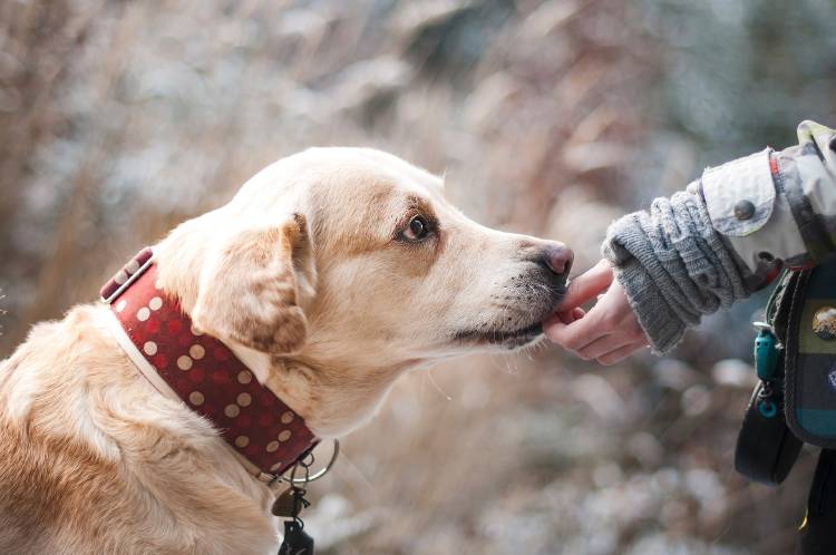 perro amistad un niño autista se pierde y sus perros lo cuidaron
