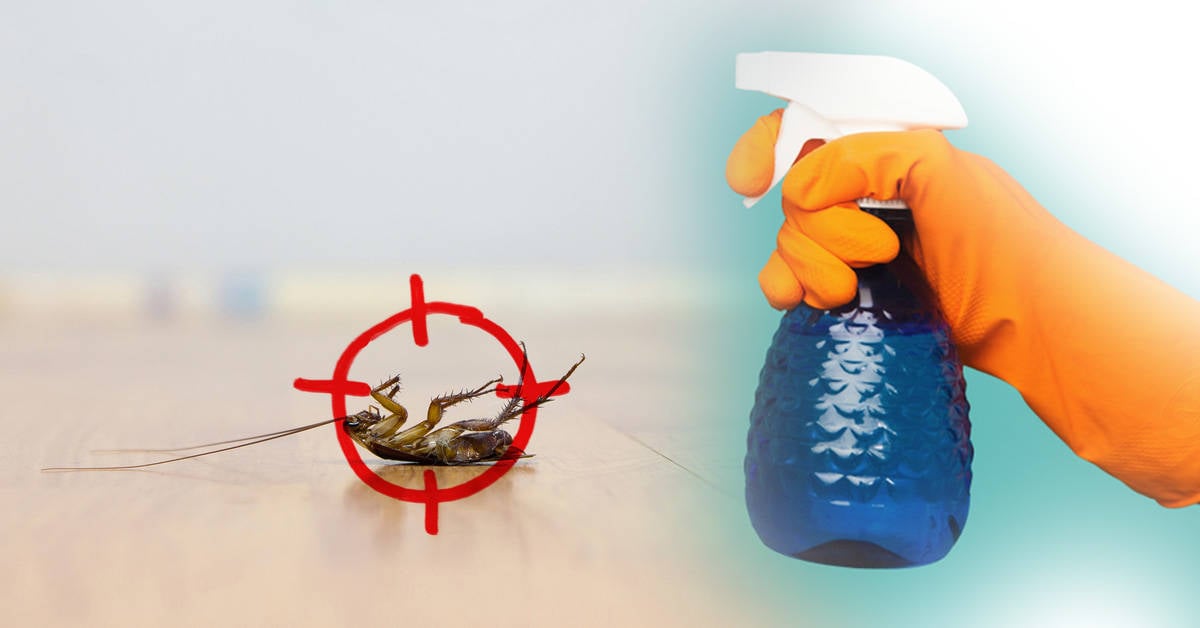 Tienes Una Invasion De Cucarachas En Casa Que Hacer Para Combatirlas De Forma Rapida Y Sencilla Bioguia