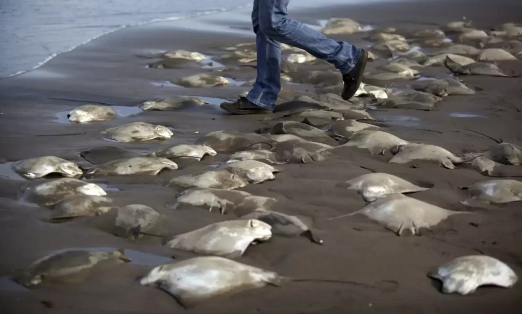 Rayas muertas orilla 1024x682(1) Rayas muertas orilla 1024x682(1)