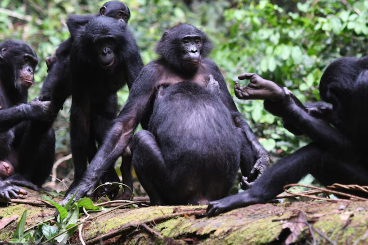 El estudio reveló que las hembras ganan el 61% de los conflictos con machos gracias a su solidaridad (Martin Surbeck/Kokolopori Bonobo Research Project via AP)