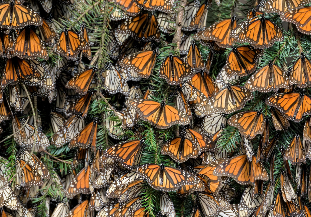 mariposas monarca mariposas monarca