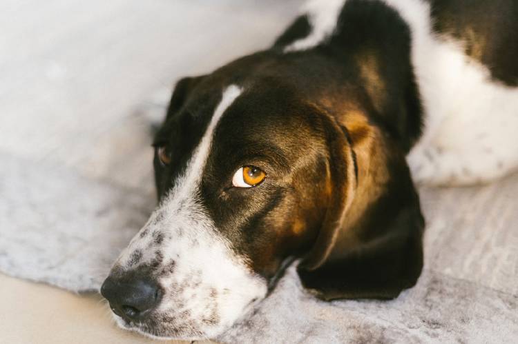 Los perros pueden detectar el cáncer