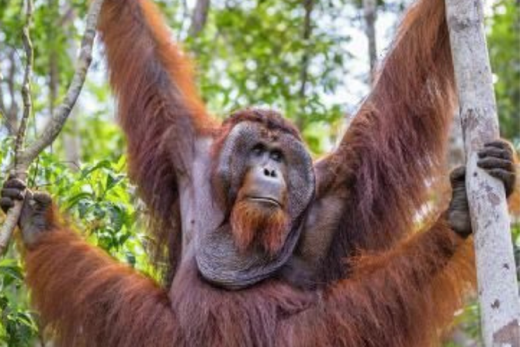 orangutan El Ministerio de Medio Ambiente de Indonesia anunció la paralización temporal de actividades privadas en la zona de Batang Toru. (Imagen: Pinterest)