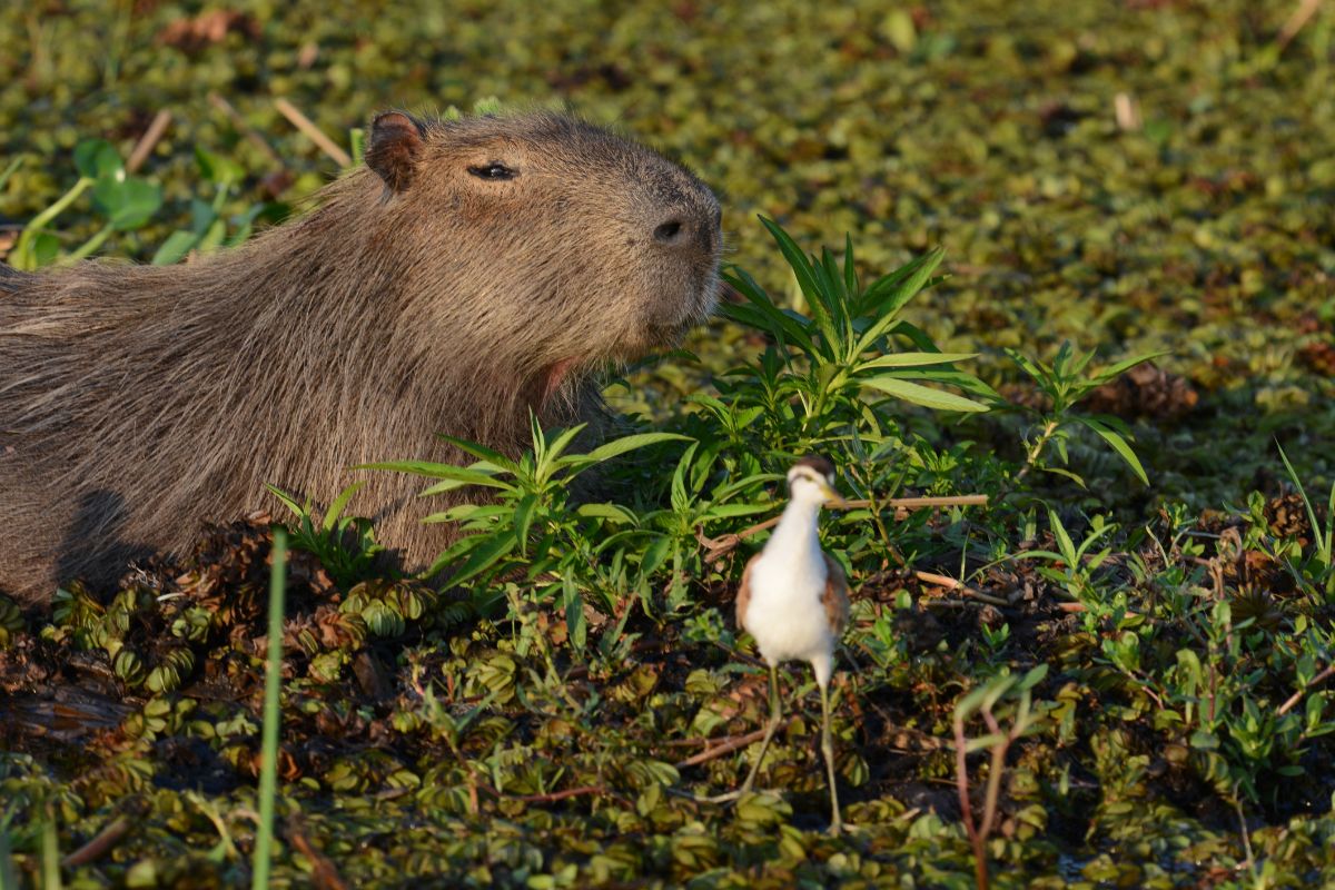 A lo largo de las cuatro estaciones del año, Ñandé Retá organiza actividades adaptadas a todas las edades y preferencias como paseos en lancha al amanecer o al atardecer para ver carpinchos, yacarés y aves.