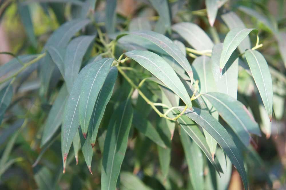 eucalipto-planta-medicinal