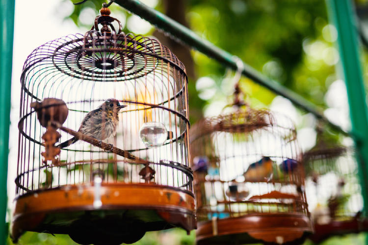 pajaro jaula