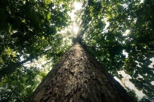Cómo funciona la red oculta bajo la tierra que permite a los árboles atacarse y ayudarse entre sí