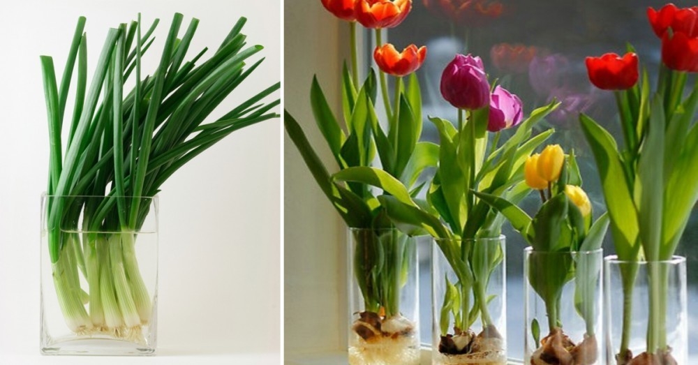 15 Flores y vegetales que puedes cultivar fácil en un vaso con agua |  Bioguia