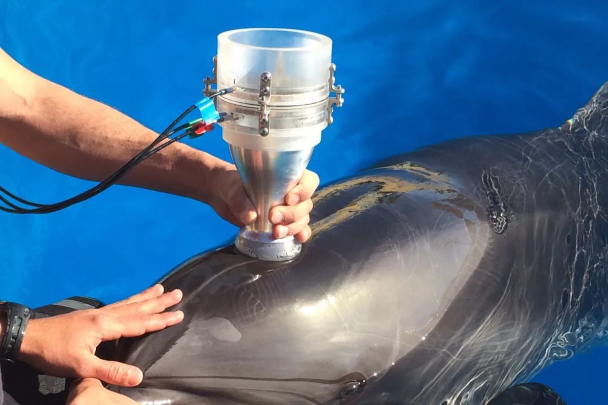 Se tomaron muestras de cinco delfines de Sarasota Bay, Florida y de otros seis de Brataria Bay, Luisiana.