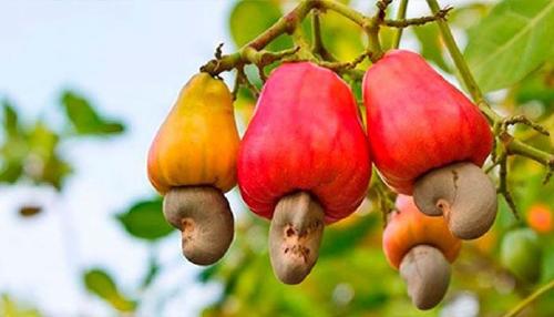 castana de caju b3 x mayor D_NQ_NP_282621 MLA20804931672_072016 F 696x398 castana de caju b3 x mayor D_NQ_NP_282621 MLA20804931672_072016 F 696x398