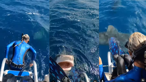 _portada bioguia (71) _portada bioguia (71)