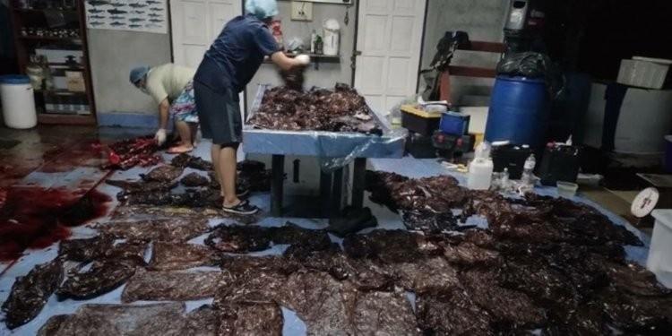 La ballena piloto murió el viernes luego de vomitar cinco bolsas de plástico La ballena piloto murió el viernes luego de vomitar cinco bolsas de plástico