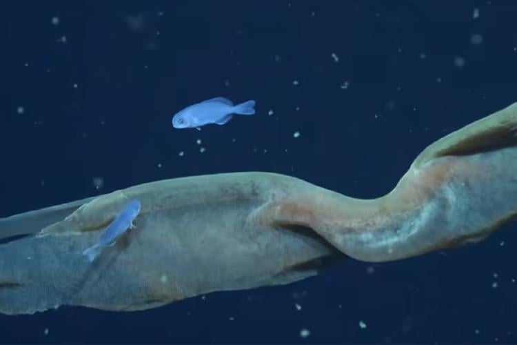 medusa El hallazgo destaca la importancia del Mar Argentino como refugio de especies poco conocidas y biodiversidad única (Schmidt Ocean) (Imagen: Infobae)